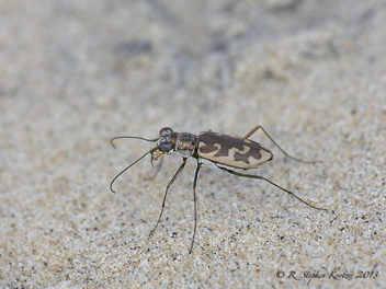 Ellipsoptera cuprascens